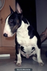 bull terrier para montas - mejor precio | unprecio.es