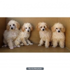 Cachorros de Caniches color crema, 160€ - mejor precio | unprecio.es
