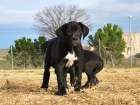 Dogo Aleman oferta 490 Eur. ultima hembra Calidad - mejor precio | unprecio.es