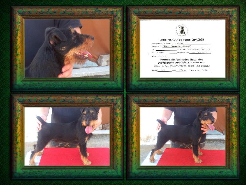 Macho  Deutscher Jagterrier