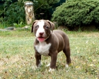 Pit Bull - Alta Seleccion - mejor precio | unprecio.es