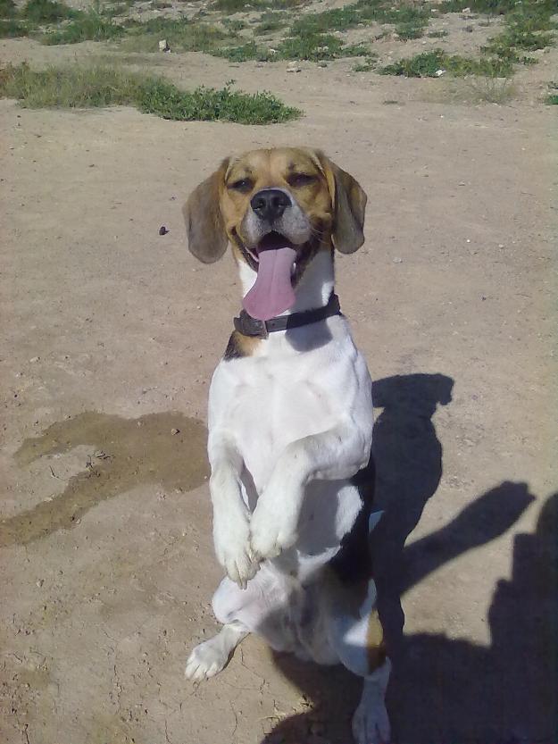 Se regala beagle hembra