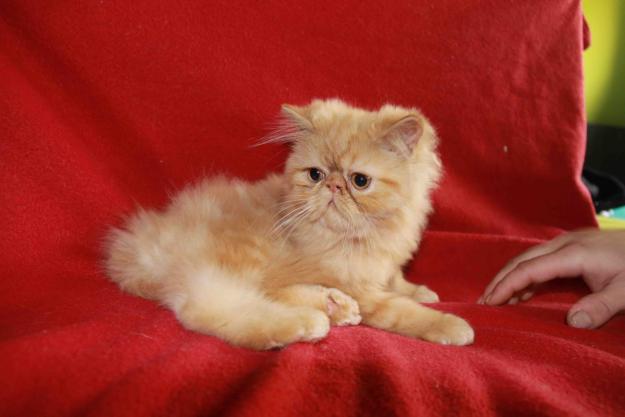 se vende precioso gatito persa taby