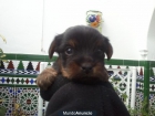 vendo yorksihre - mejor precio | unprecio.es