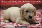 Último cachorrito golden retriever - mejor precio | unprecio.es