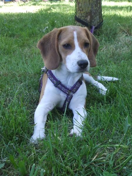 Beagle de 9 meses