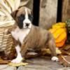 Boxer cachorros en venta - mejor precio | unprecio.es