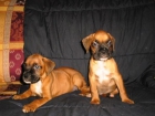 BOXER EXCELENTES CACHORROS - mejor precio | unprecio.es