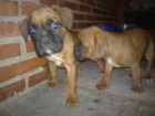 CACHORRO BOXER - mejor precio | unprecio.es