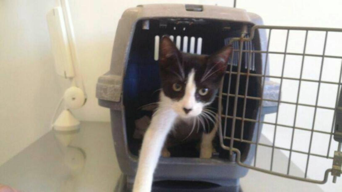 Calip, gatito superbueno y mimoso, busca adopción