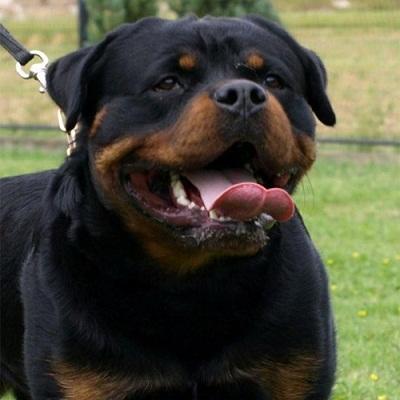 Impresionantes cachorros de rottweiler: muy chatos enormes cabezas. Fotos reales