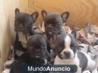 OFERTA!! BULDOG FRANCES, LOS DOS ULTIMOS MACHOS MAS BONITOS Y CARIÑOSOS!! - mejor precio | unprecio.es