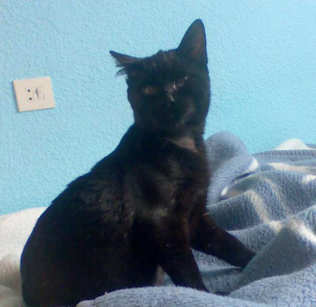 Tango, precioso Gatito negro en adopción!