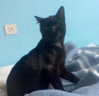 Tango, precioso Gatito negro en adopción! - mejor precio | unprecio.es