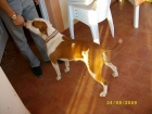 american stafford shire terrier - mejor precio | unprecio.es