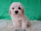 Bichon Maltes bonitos y juguetones - mejor precio | unprecio.es
