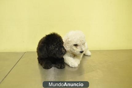 cachorros caniche