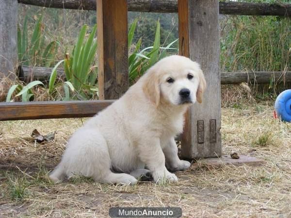 Cachorros Golden Retriever  Criados en familia