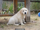 Cachorros Golden Retriever  Criados en familia - mejor precio | unprecio.es