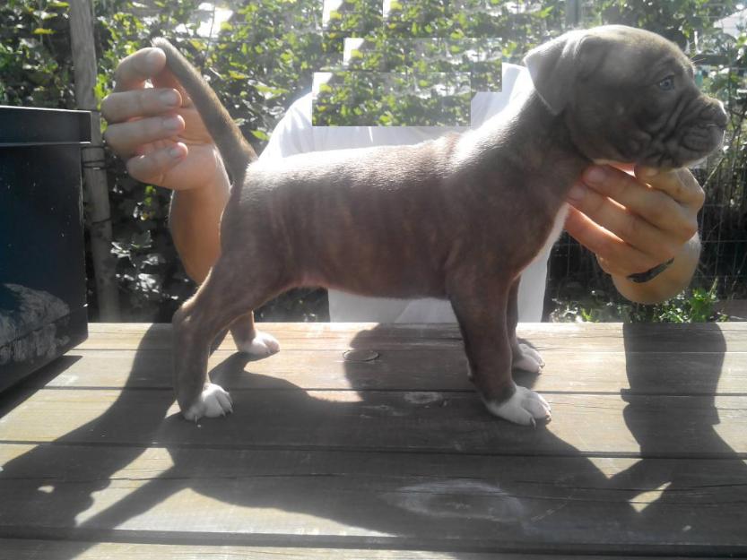 camada de bandog