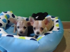 EL RINCON DEL CACHORRO CHIHUAHUAS DISPONIBLES - mejor precio | unprecio.es