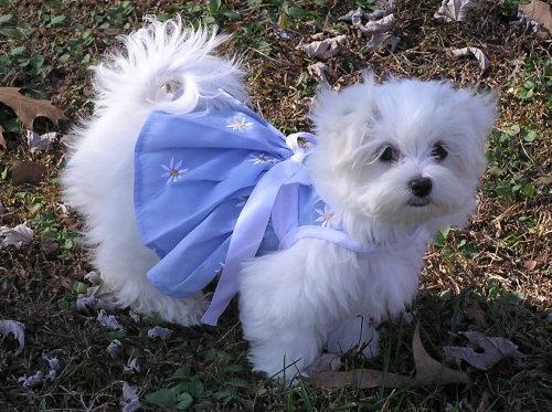 MALTESES UNICOS CON PEDIGREE