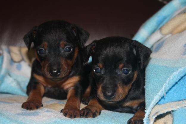 Preciosos cachorritos de Mini Pinscher