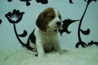 qwe12  _-_-   BEAGLE _  Disponibles machos y hembras _ Pueden ser tuyos en unos dias _ www.animalflower.com_-asd - mejor precio | unprecio.es
