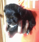 PRECIOSA CAMADA DE CACHORRITOS PEKINÉS DE 8 SEMANAS SE VENDE. - mejor precio | unprecio.es