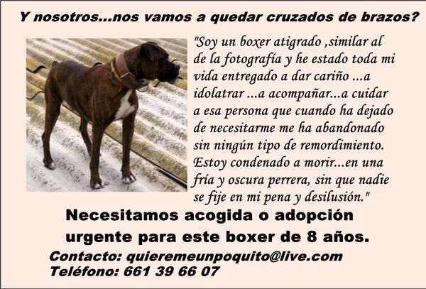 Boxer en adopción