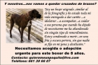 Boxer en adopción - mejor precio | unprecio.es