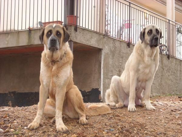 Cachorros de mastín español