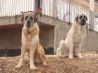 Cachorros de mastín español - mejor precio | unprecio.es