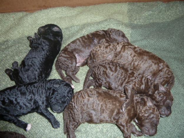 Cachorros de Perro de Aguas
