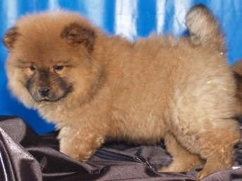 Chow-Chow,adorables y cariñosos cachorros