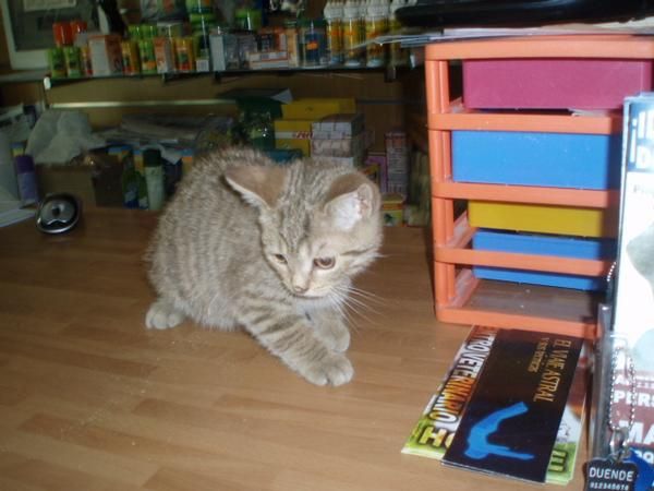 Gata British 320 euros
