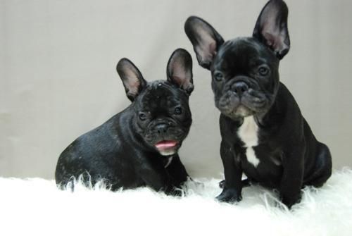 increibles cachorrines de bull dog frances! 2mesecitos