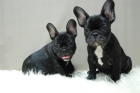 increibles cachorrines de bull dog frances! 2mesecitos - mejor precio | unprecio.es