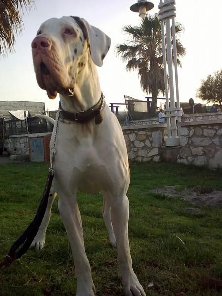 malaga dogos aleman quedada