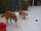 MI PERRITA ROUGH COLLIE BUSCA UN MACHO URGENTE - mejor precio | unprecio.es
