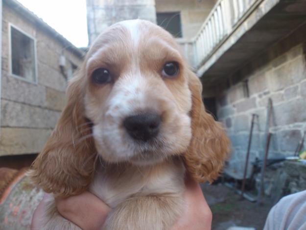 Preciosos cachorros Cocker Spaniel (últimas 3 hembras)