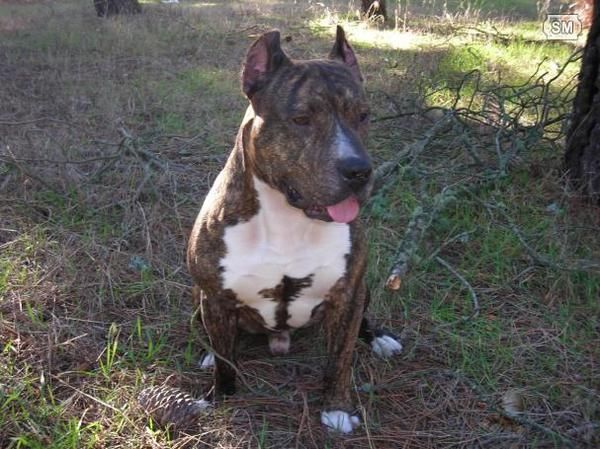 autenticos cachorros de american stanforshire,  alta calidad, precio negociable