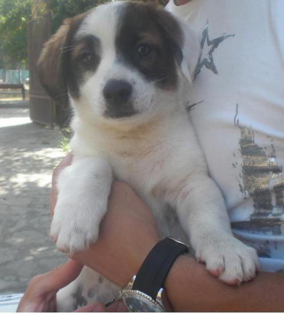 Beethoven,cachorro tamaño mediano