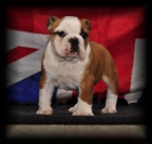 Cachorro Bulldog Ingles - mejor precio | unprecio.es