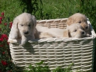 golden retriever de zarzagan - mejor precio | unprecio.es