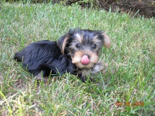 muy cariñosos muchisima  yorkshire terrier preciosos cachorritos toy