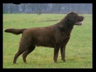 proxima camada de labradores chocolates y negros - mejor precio | unprecio.es