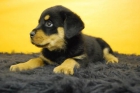 rottweiler, cachorros con 8 semanas, buen pedegree - mejor precio | unprecio.es