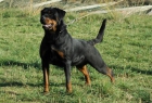 ROTTWEILERS D'EN CUSPY desde 1982 - mejor precio | unprecio.es