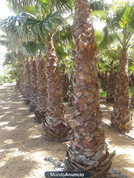 Vendo palmeras cocoteras y washingtonias